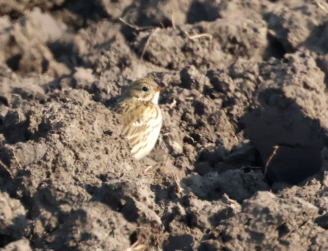 Meadow Pipit - ML626087018