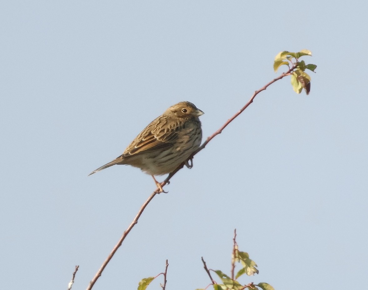 Corn Bunting - ML626087032