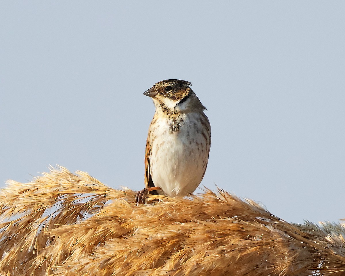 Reed Bunting - ML626087048