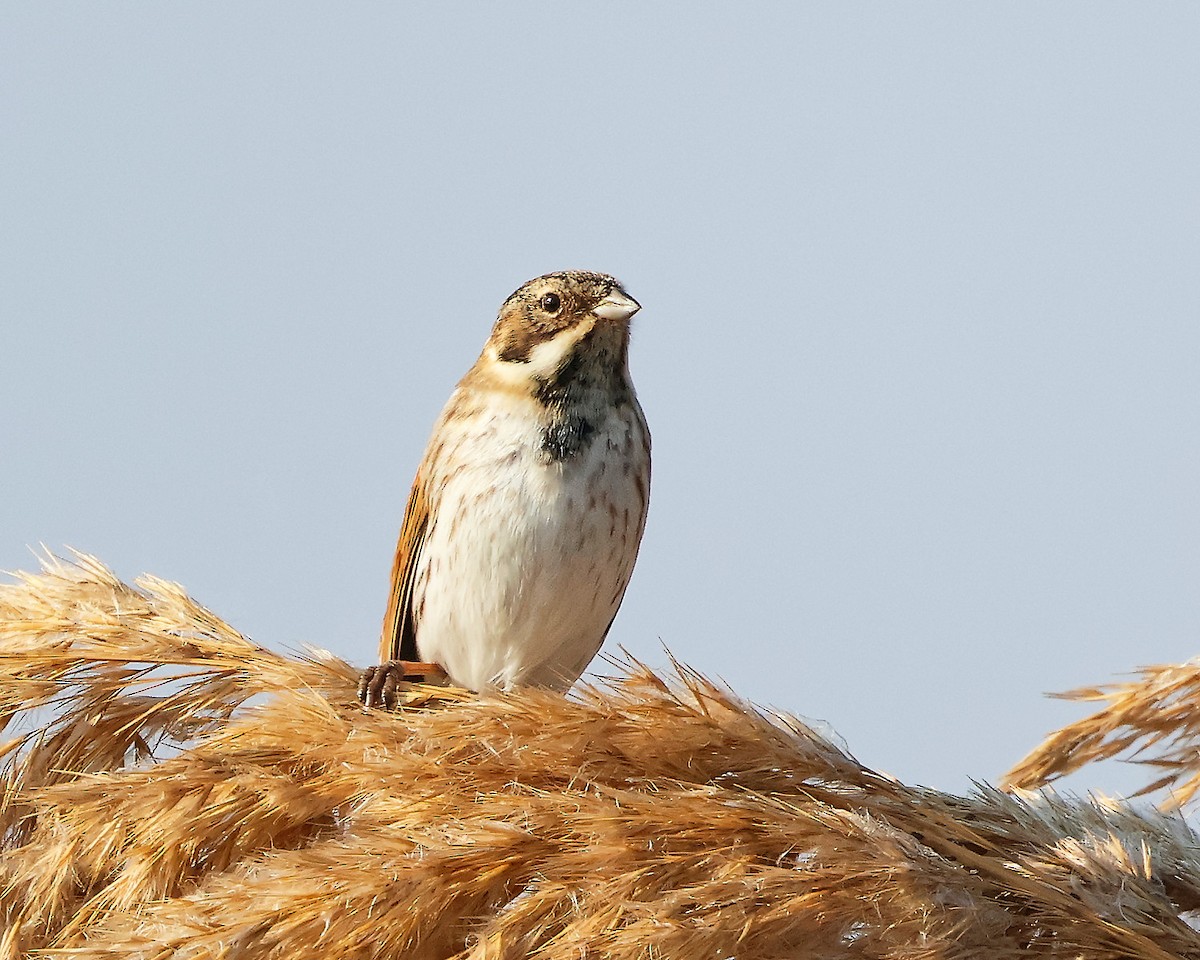 Reed Bunting - ML626087054