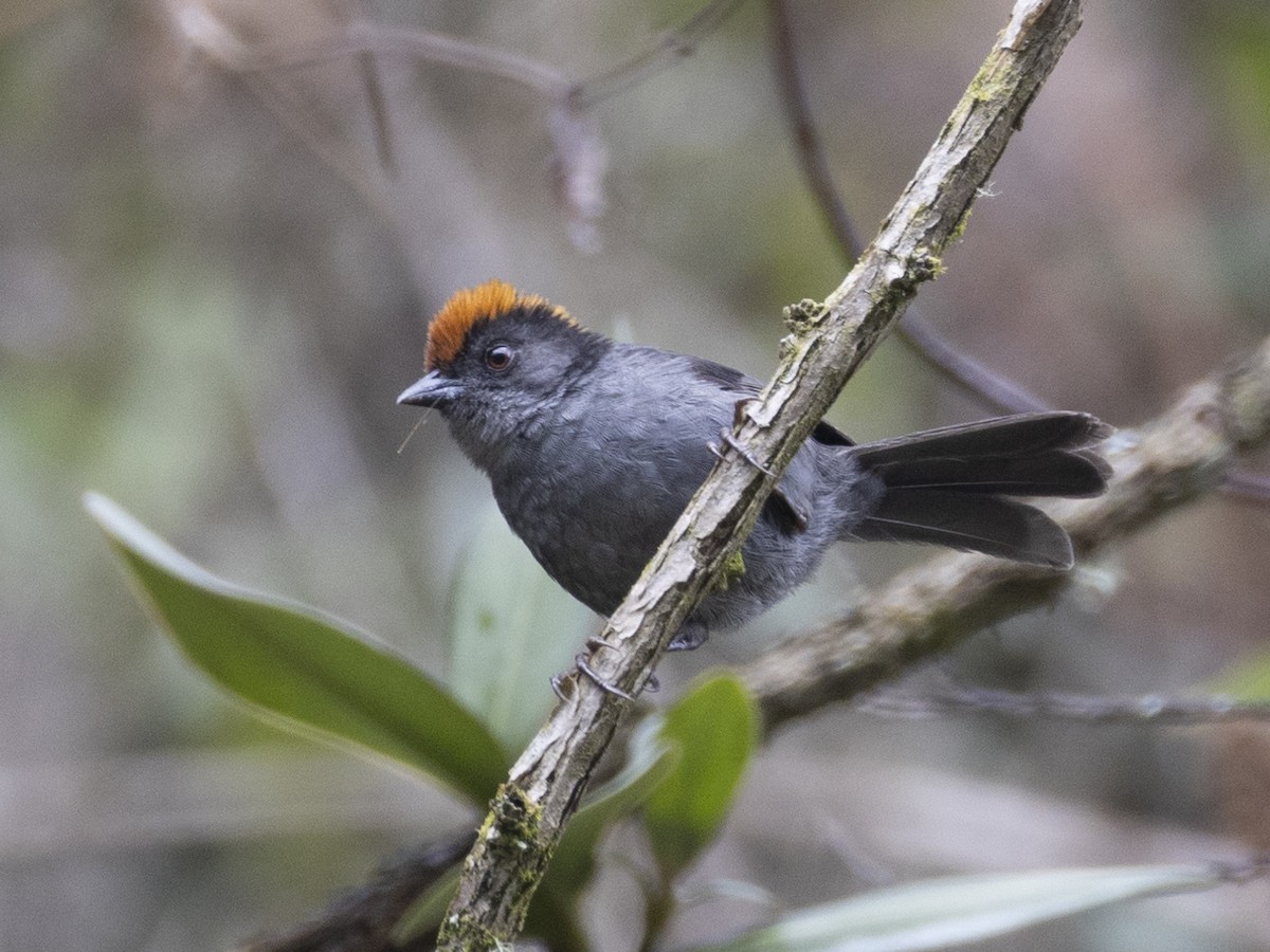 Cuzco Brushfinch - ML626087178