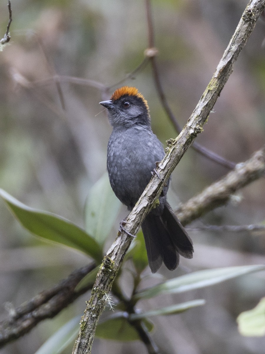 Cuzco Brushfinch - ML626087179