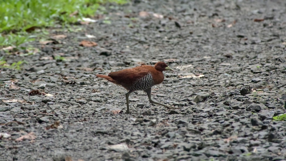 Andaman Crake - ML626087474