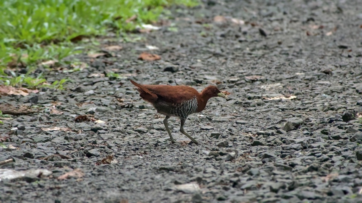 Andaman Crake - ML626087475