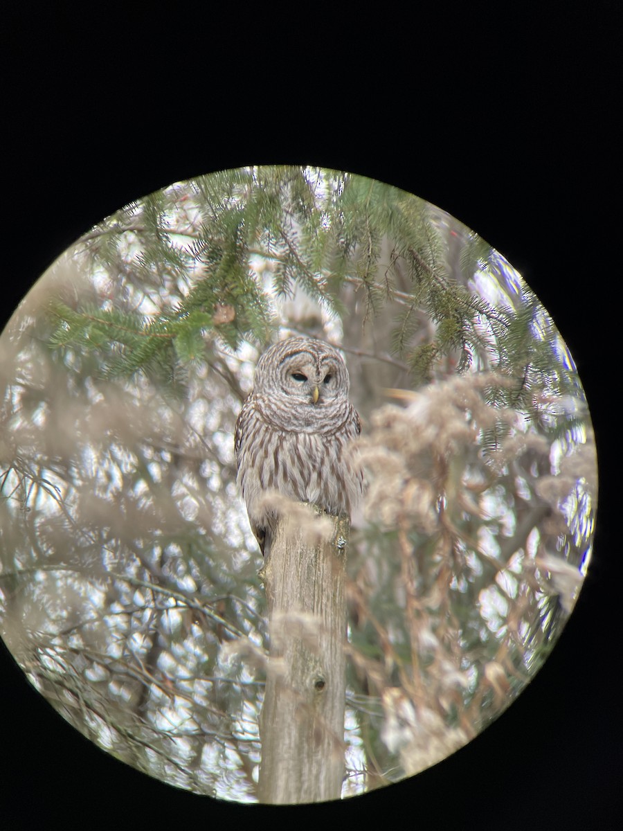 Barred Owl - ML626087477