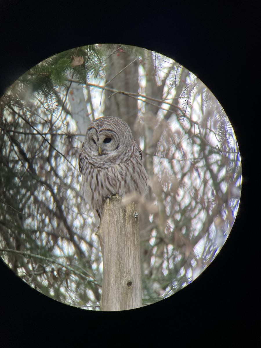 Barred Owl - ML626087478