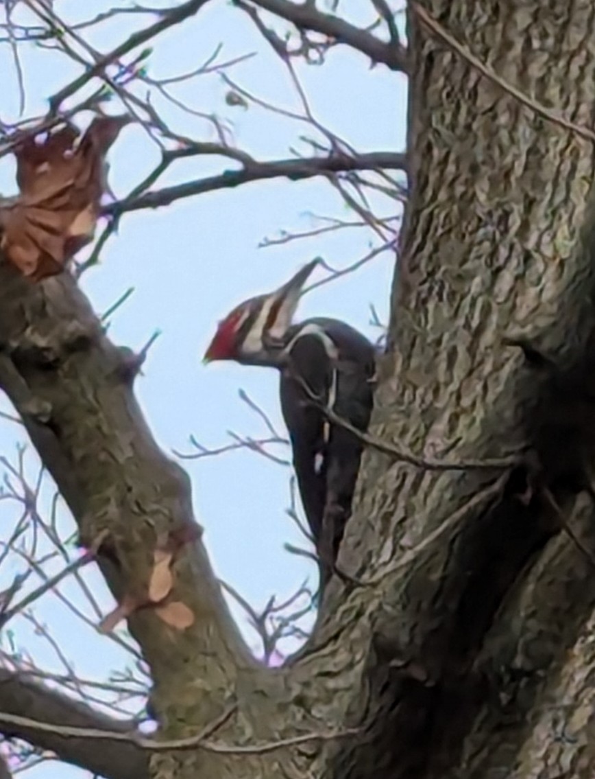 Pileated Woodpecker - ML626087491