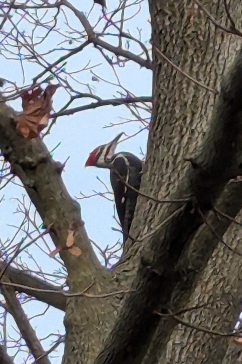 Pileated Woodpecker - ML626087492