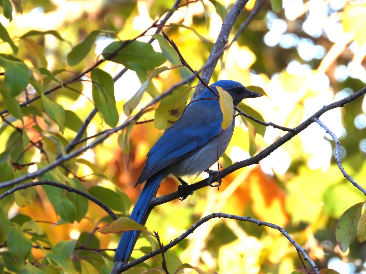 Woodhouse's Scrub-Jay - ML626087545