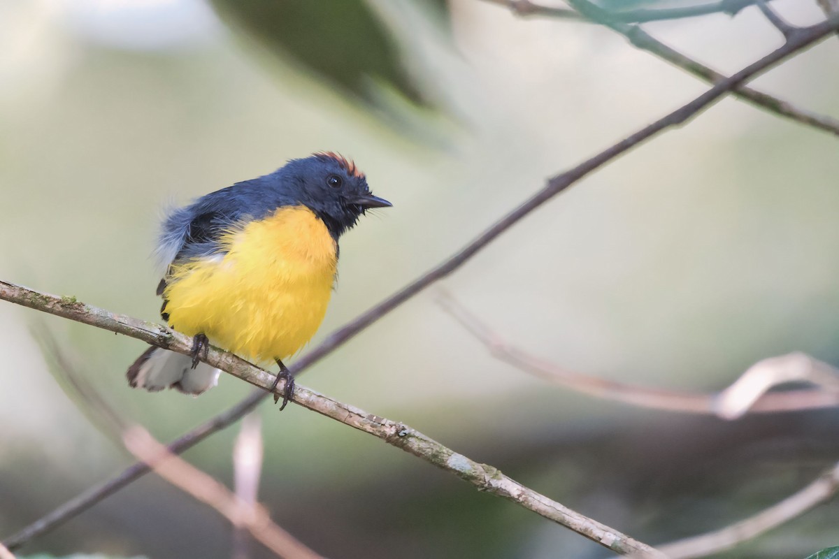 Slate-throated Redstart - ML626087562