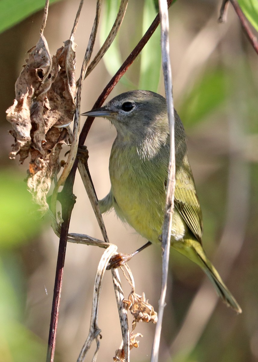 Orange-crowned Warbler - ML626087641