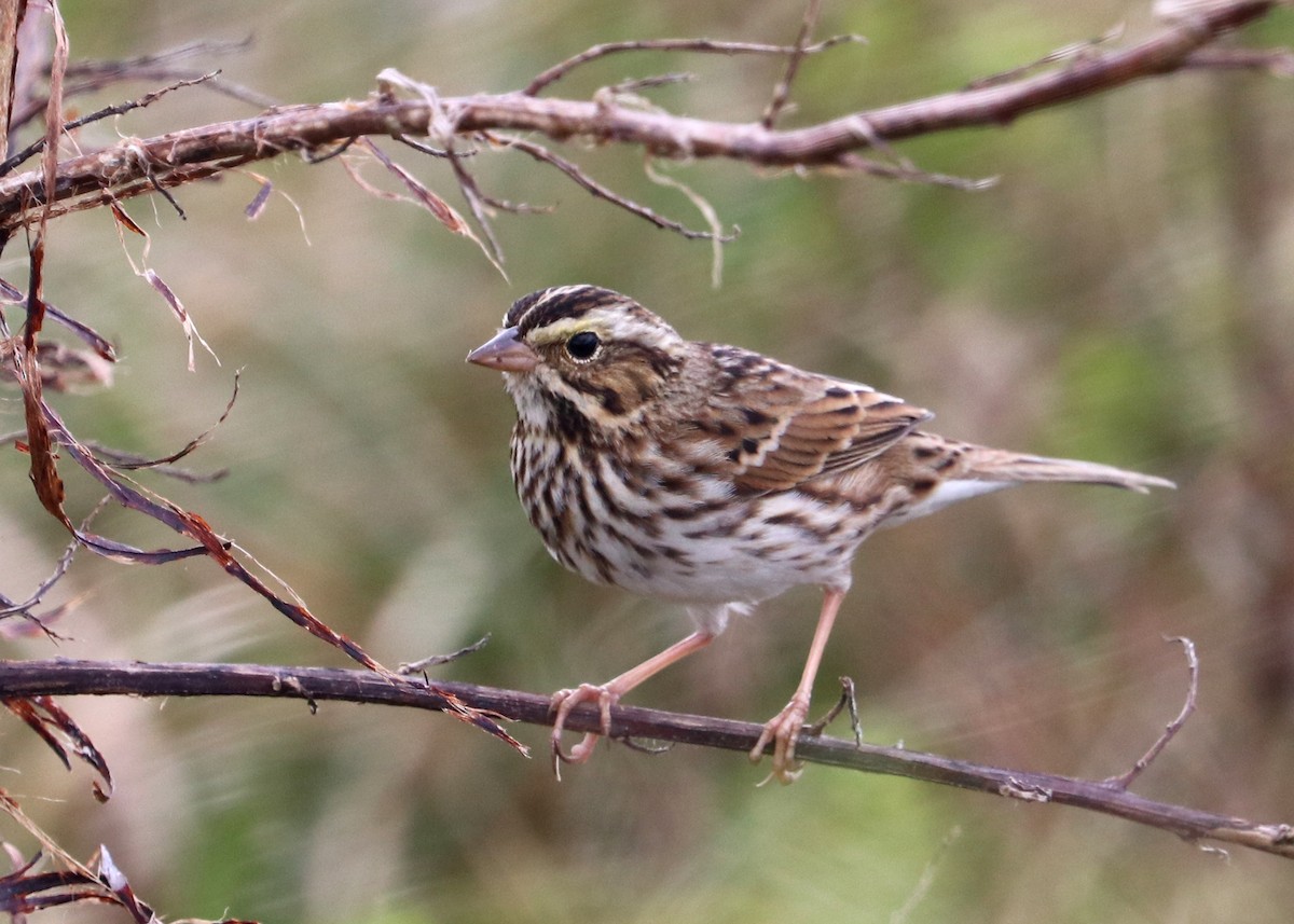 Savannah Sparrow - ML626087646