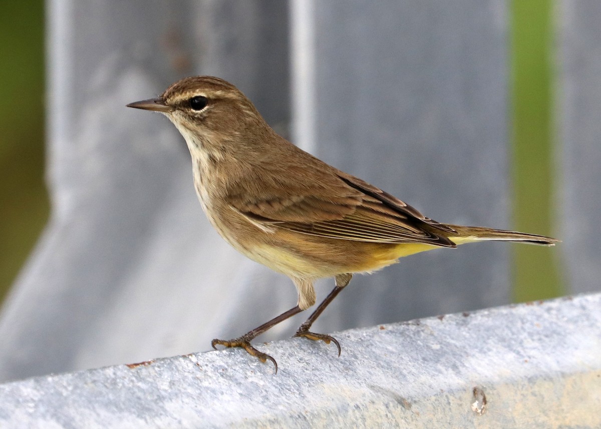 Palm Warbler - ML626087663