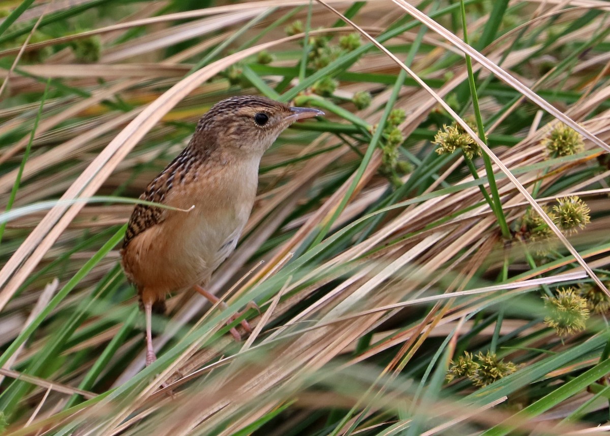 Sedge Wren - ML626087687