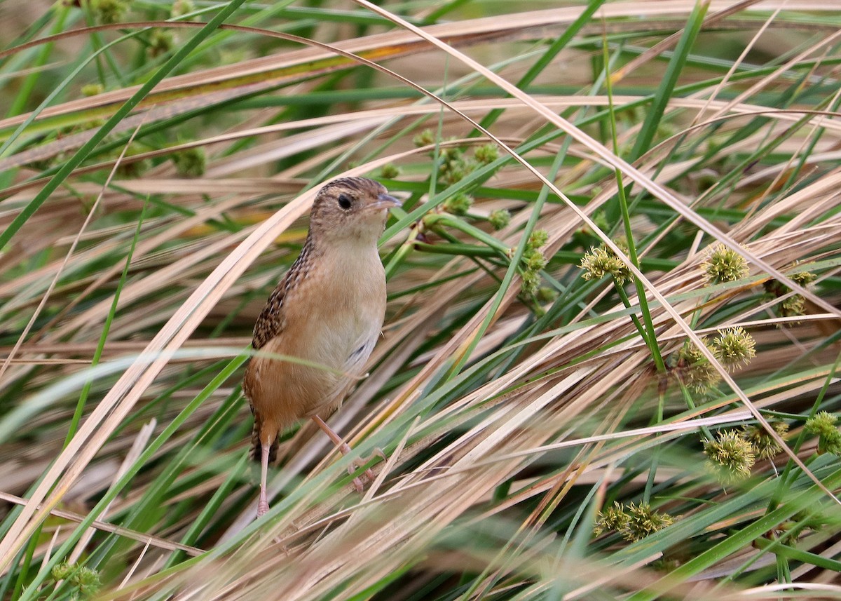 Sedge Wren - ML626087688