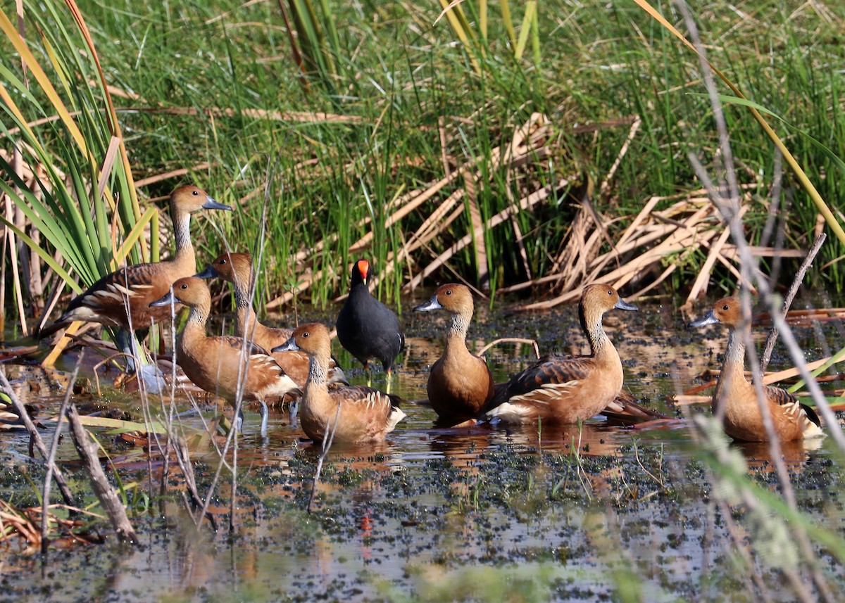 Fulvous Whistling-Duck - ML626087696