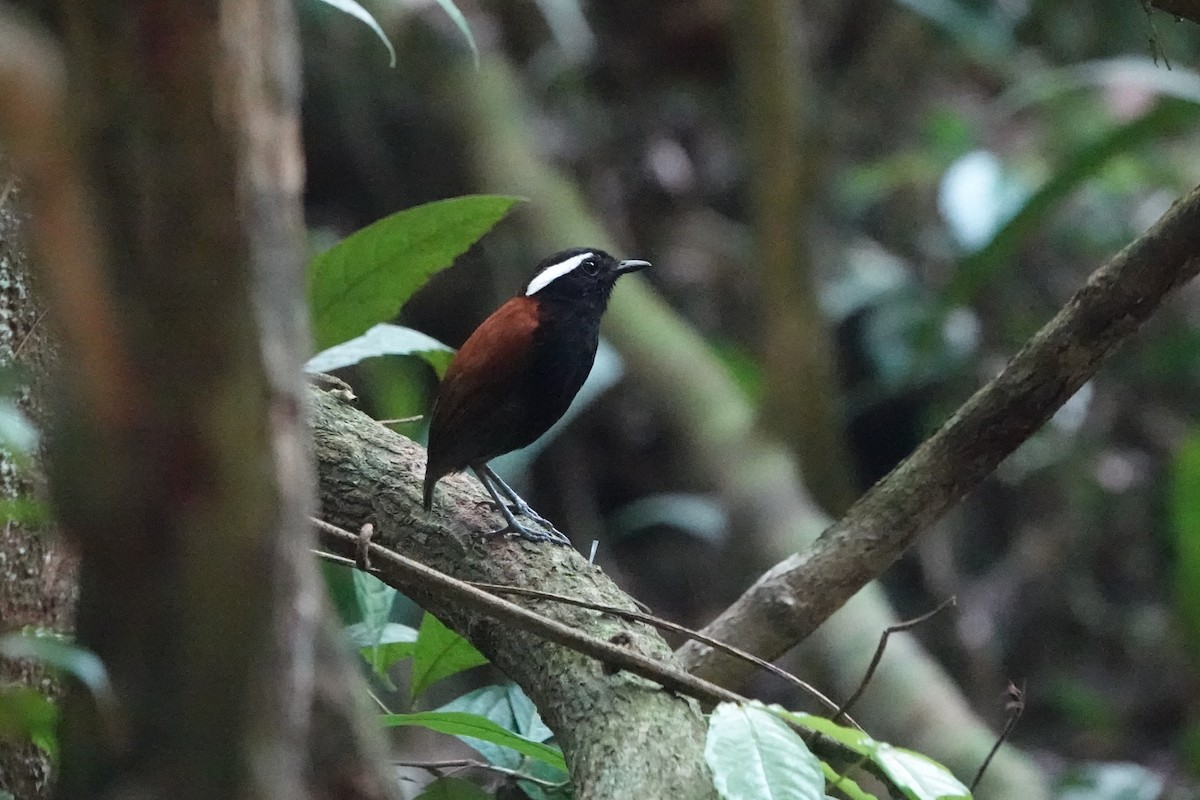 Black-bellied Gnateater - ML626087702