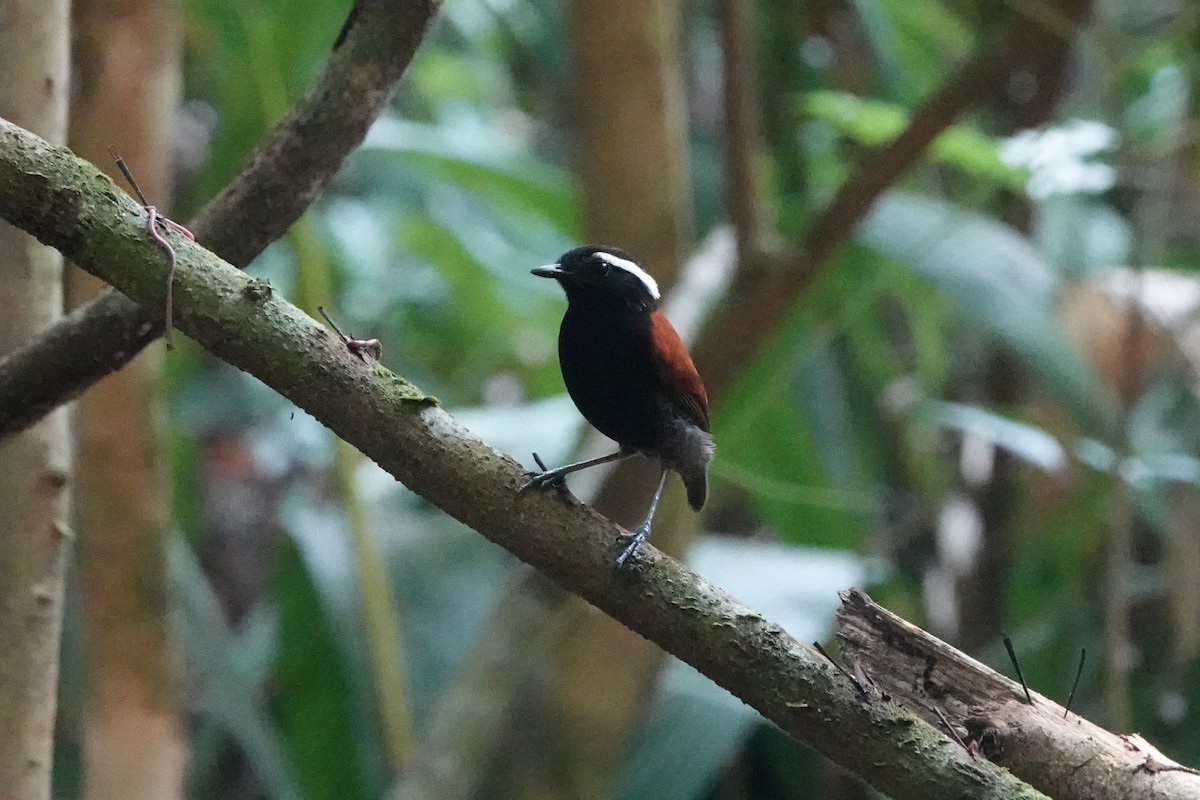 Black-bellied Gnateater - ML626087703