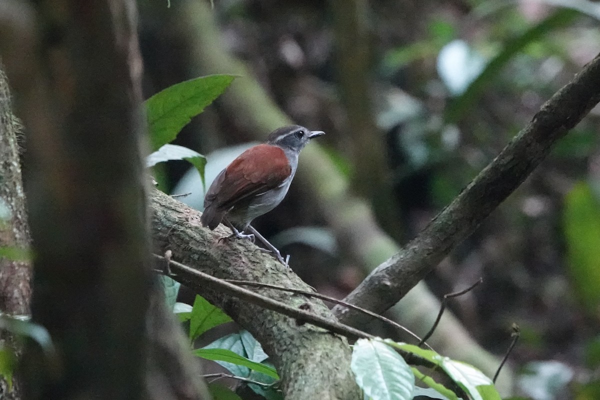 Black-bellied Gnateater - ML626087704