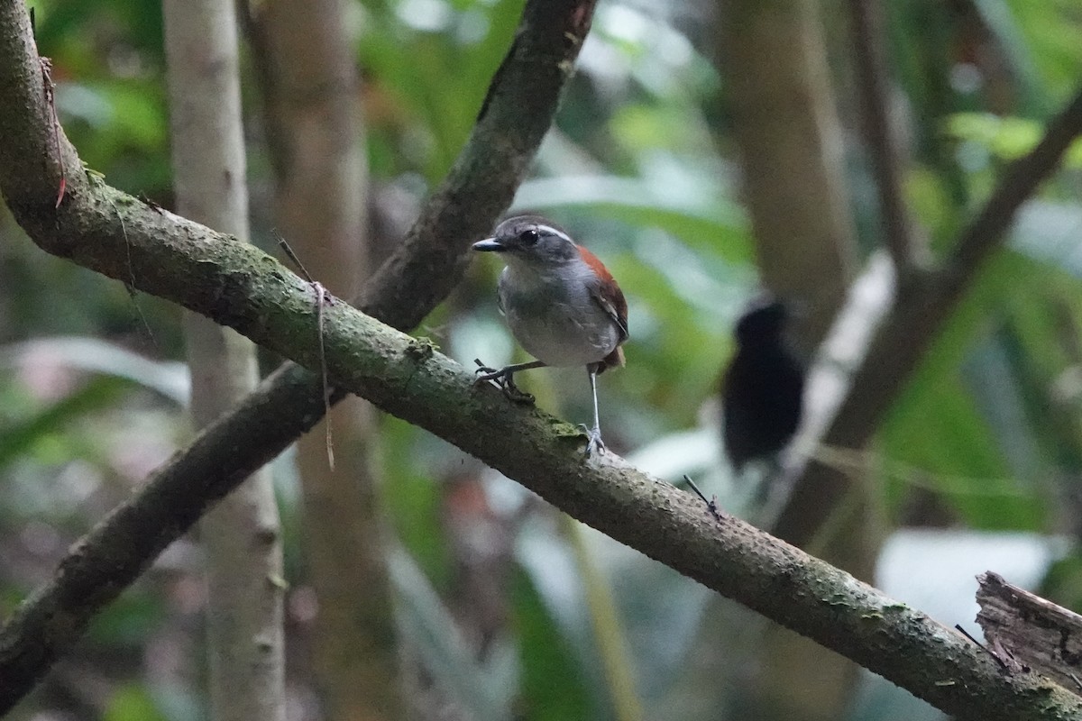 Black-bellied Gnateater - ML626087705