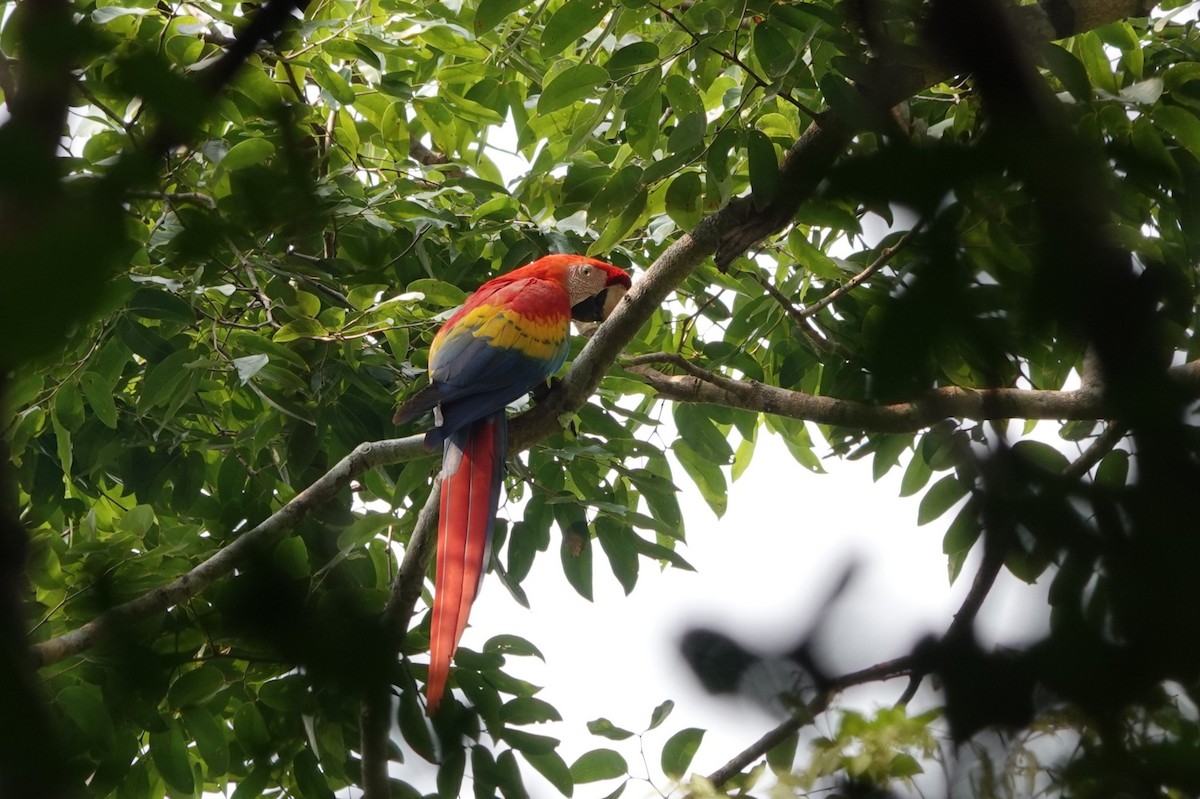 Scarlet Macaw - ML626087760