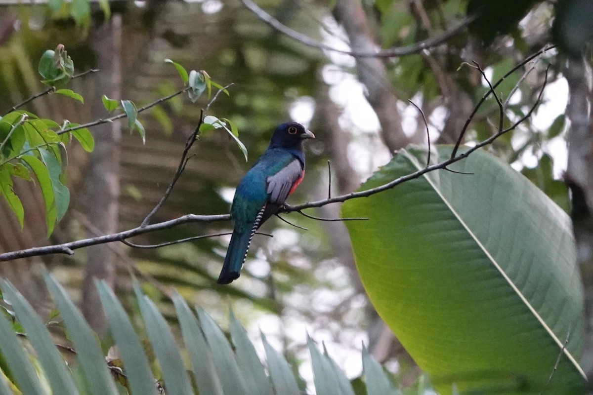 Blue-crowned Trogon - ML626087805