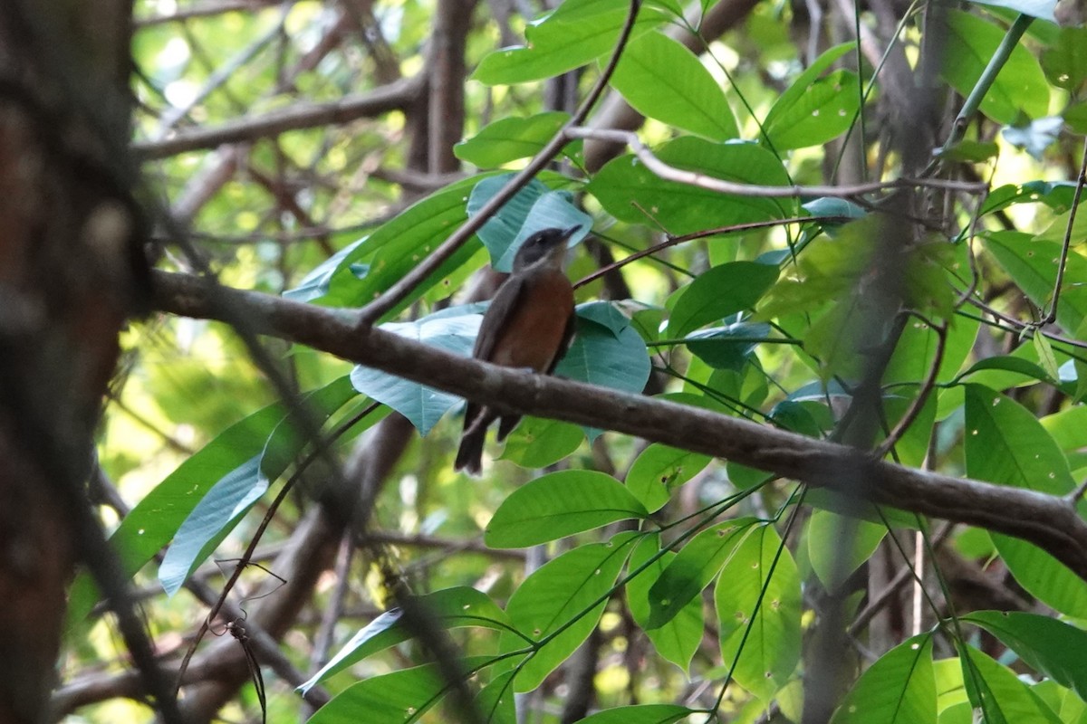 Flame-crowned Manakin - ML626087842