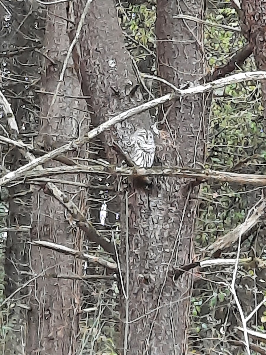 Barred Owl - ML626088047