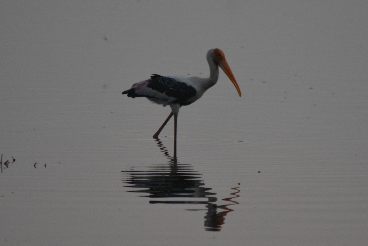 Painted Stork - ML626088194