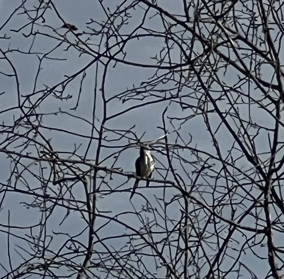 Scissor-tailed Flycatcher - ML626088226