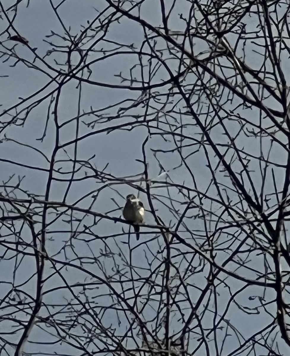 Scissor-tailed Flycatcher - ML626088267