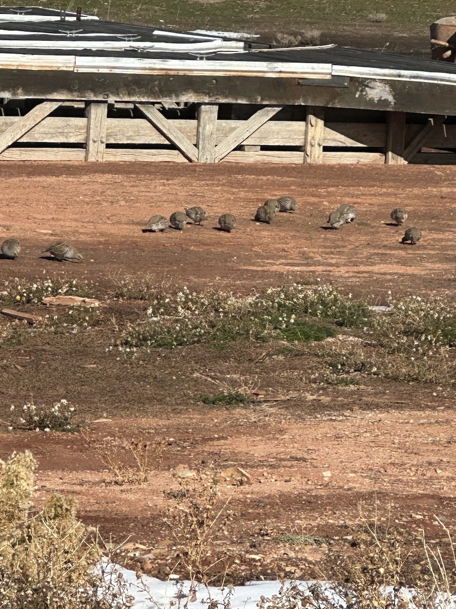 Gray Partridge - ML626088392