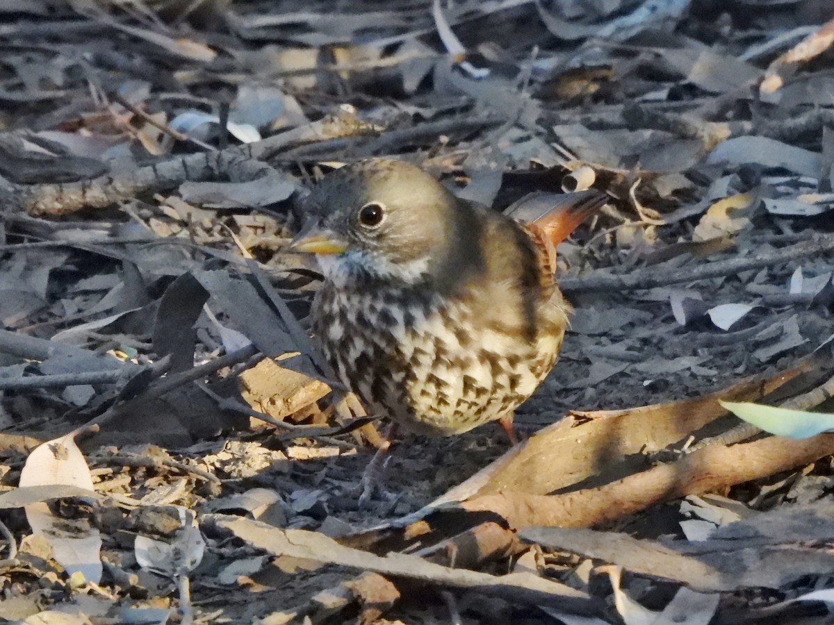 Fox Sparrow (Slate-colored) - ML626088401