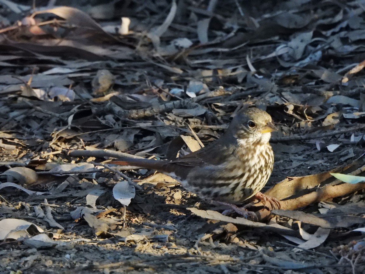 Fox Sparrow (Slate-colored) - ML626088402