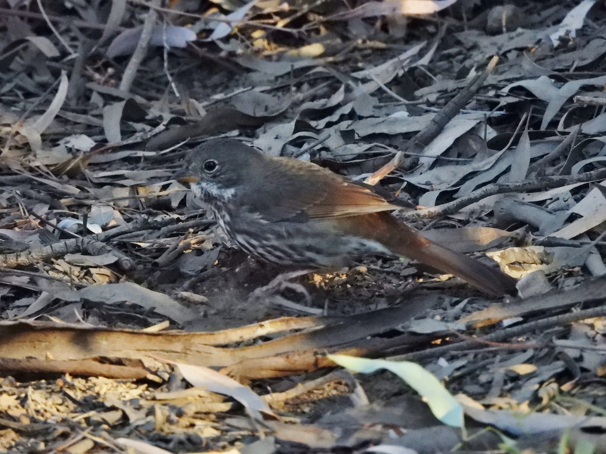 Fox Sparrow (Slate-colored) - ML626088403