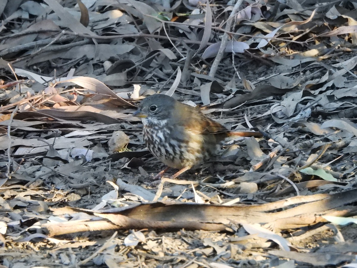 Fox Sparrow (Slate-colored) - ML626088407