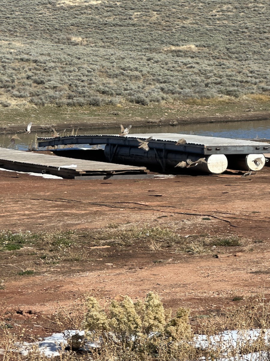 Gray Partridge - ML626088435