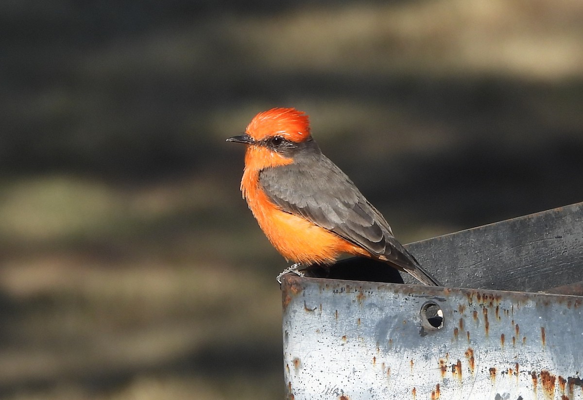 Vermilion Flycatcher - ML626088439