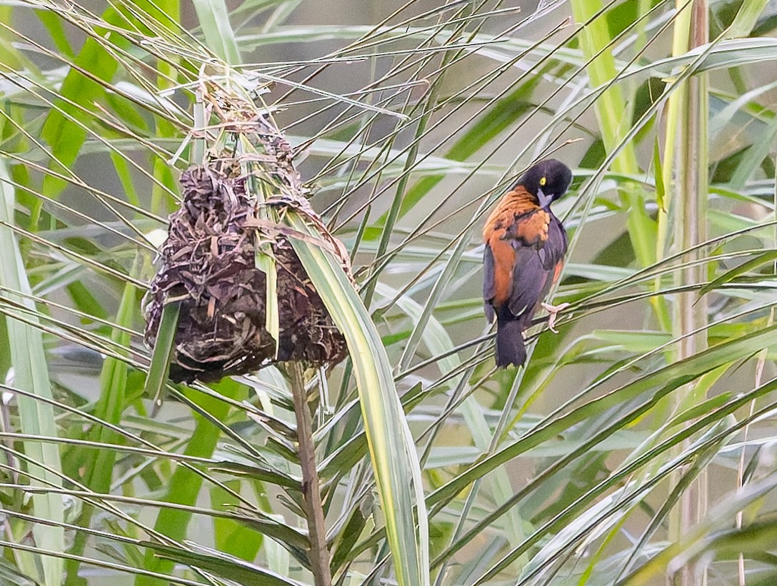 Chestnut-and-black Weaver - ML626088447