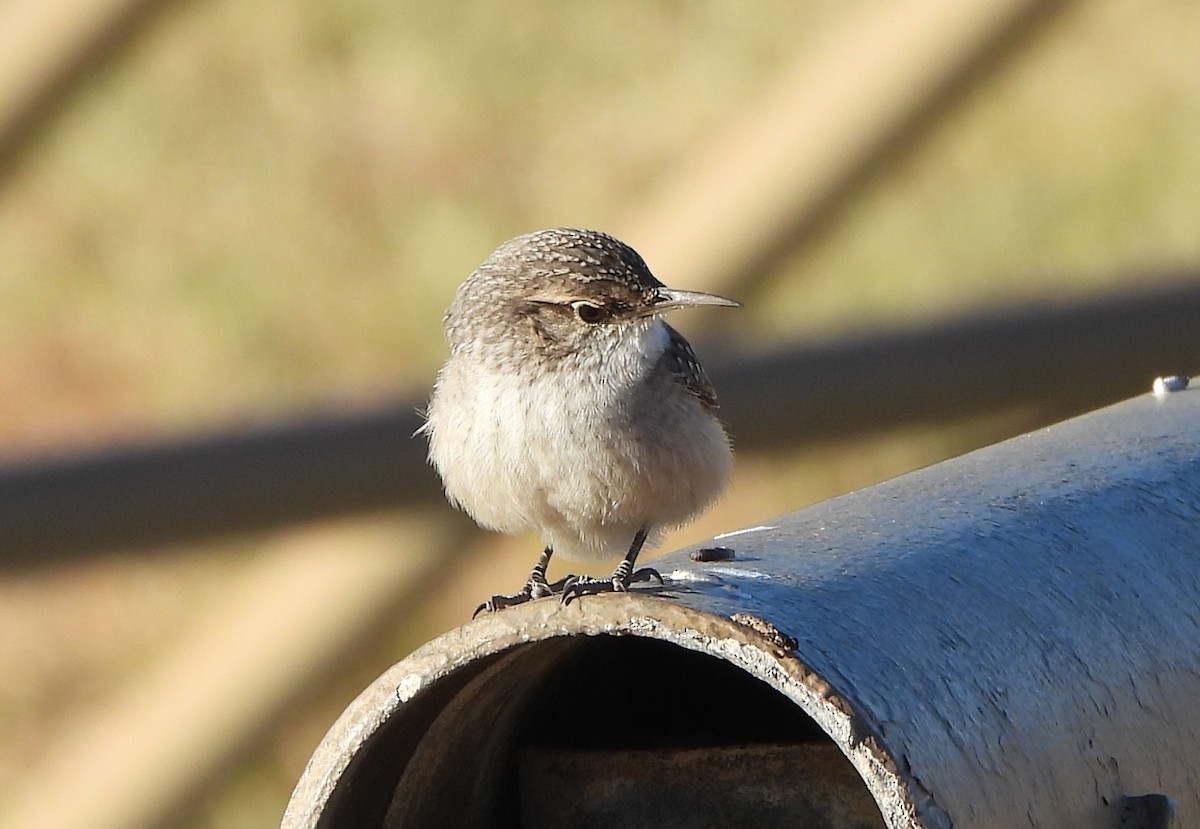 Rock Wren - ML626088449