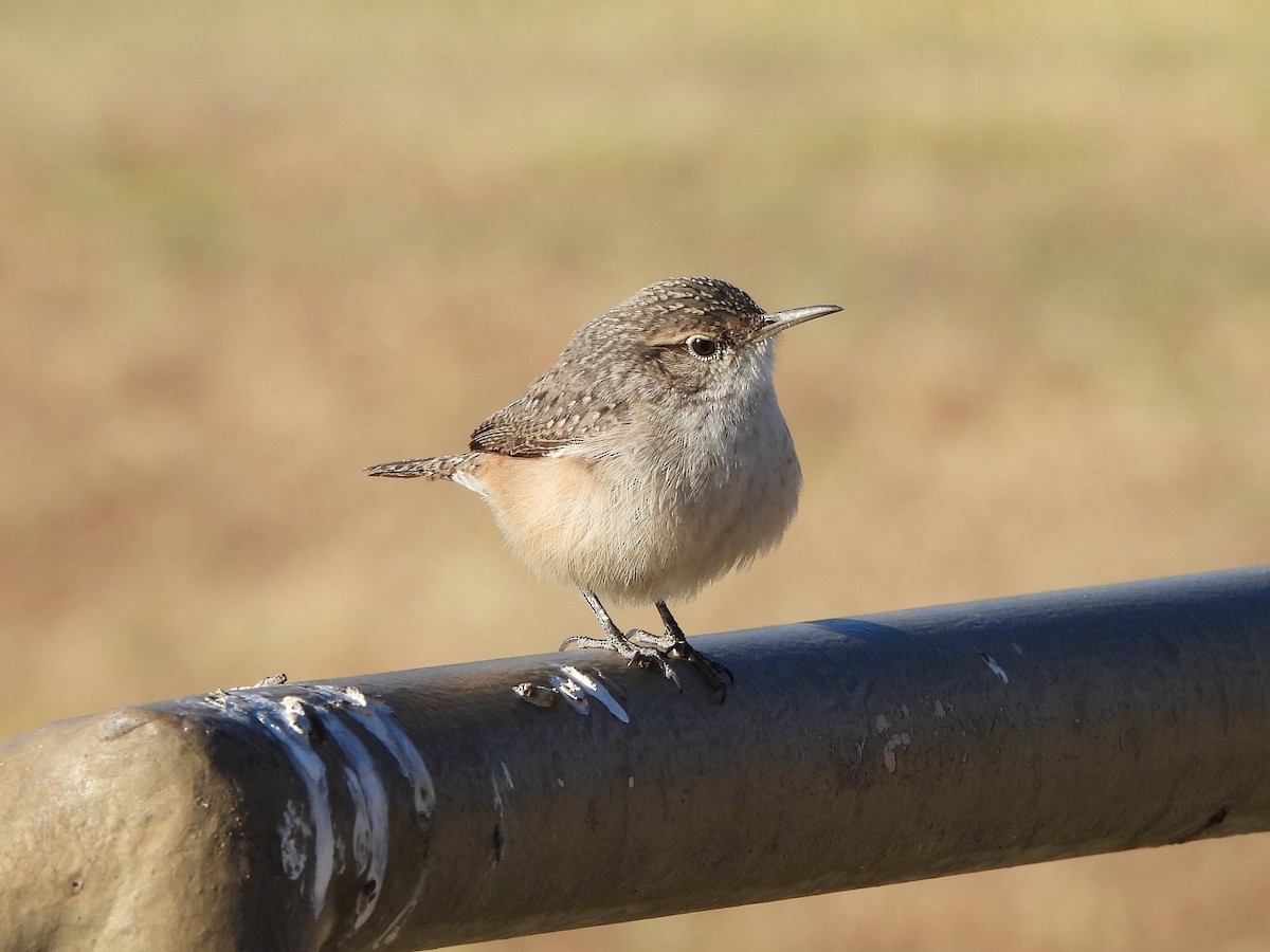 Rock Wren - ML626088469