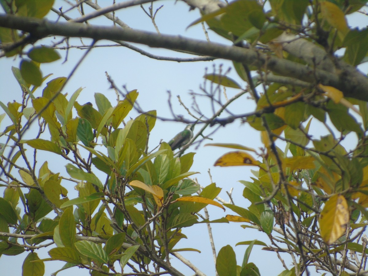 Black-throated Mango - ML626088541