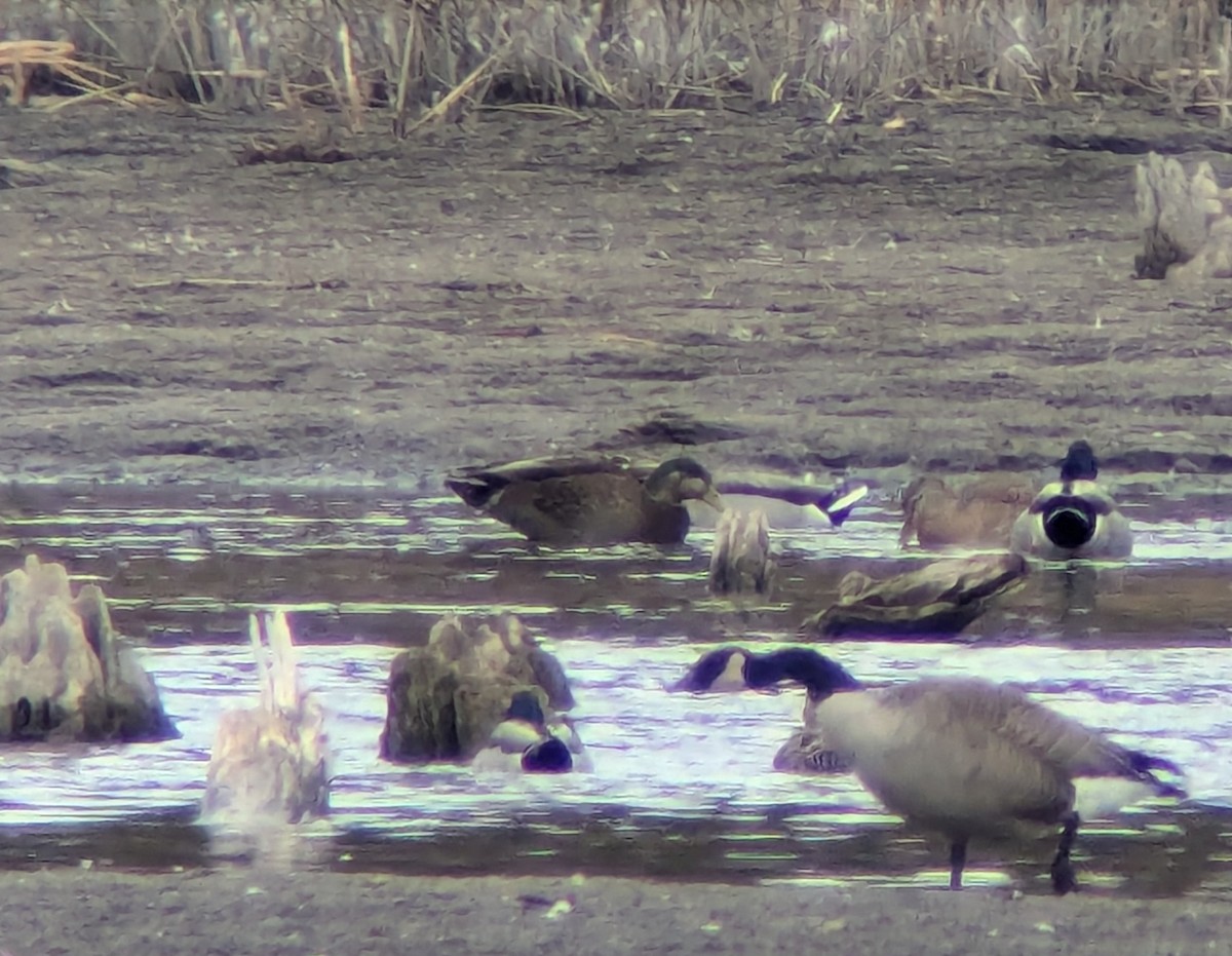 Mallard x American Black Duck (hybrid) - ML626088751