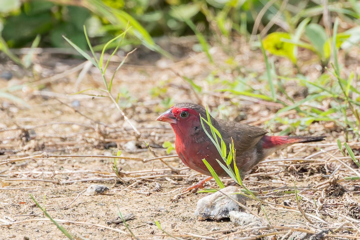 Bar-breasted Firefinch - ML626088780