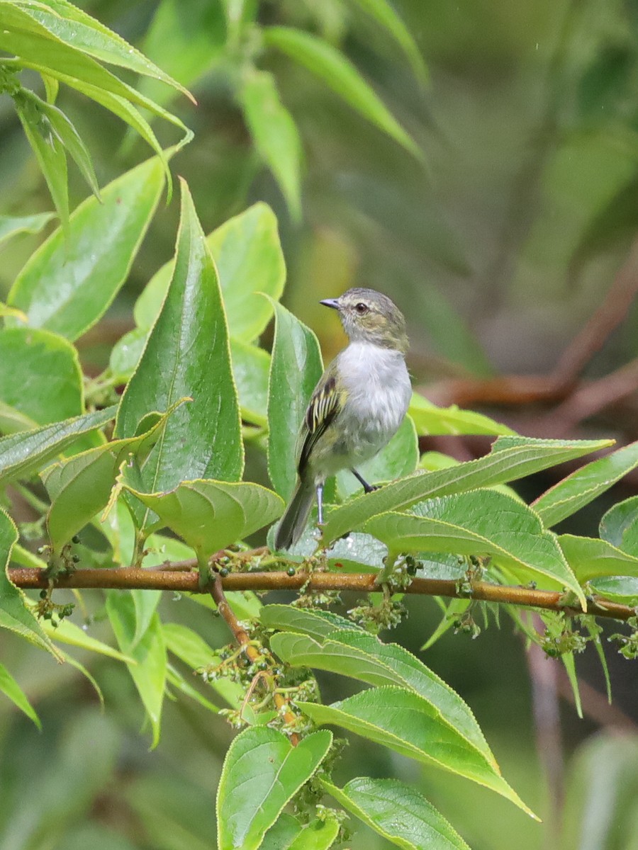 Малый москитолов - ML626088803