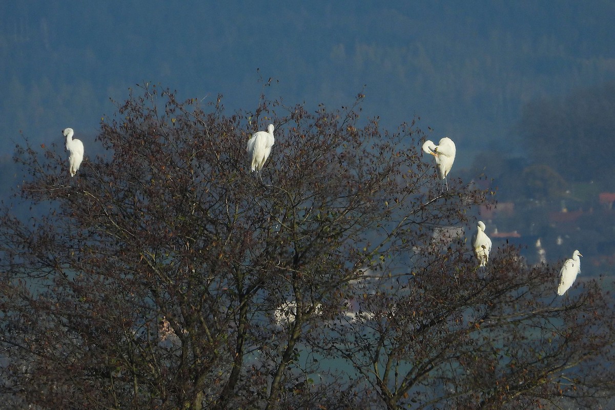 Great Egret - ML626089016