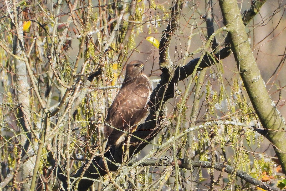 Common Buzzard - ML626089041