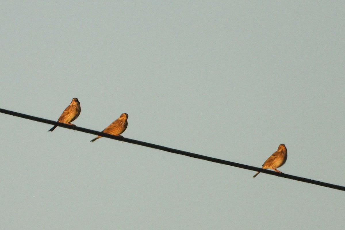 Corn Bunting - ML626089091