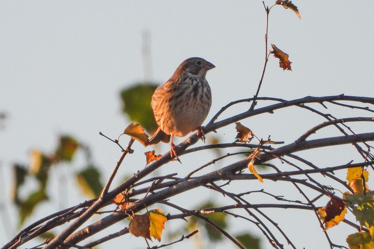 Corn Bunting - ML626089092