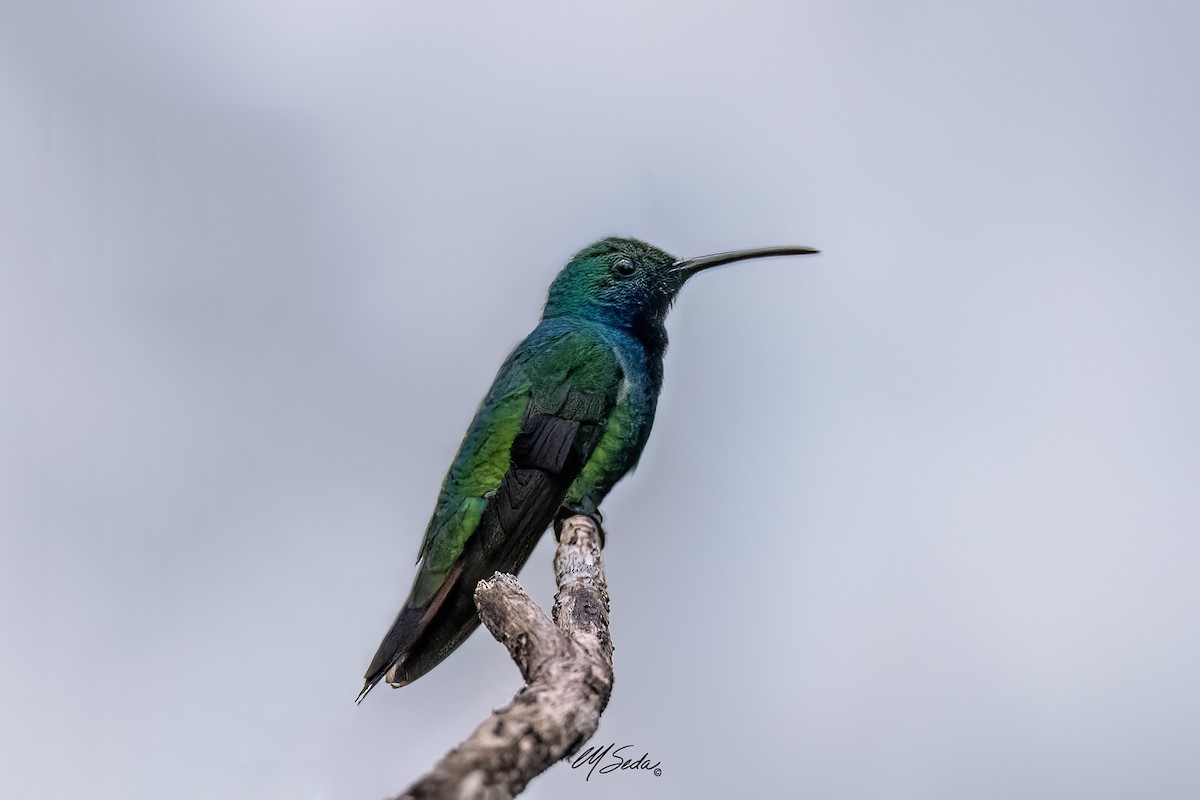 Black-throated Mango - ML626089192